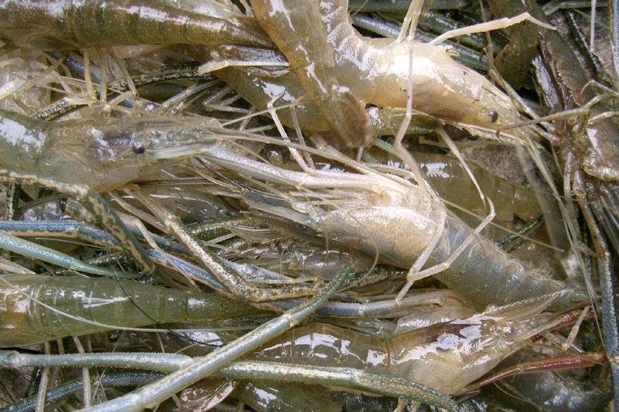 淡水虾养殖需要多长时间,淡水虾养殖在怎样条件下