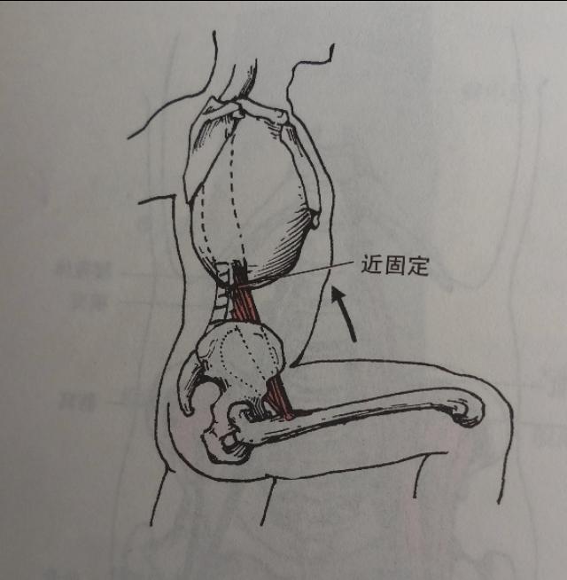 锻炼髂腰肌最有效方法图解,不懂健身动作练到的肌肉