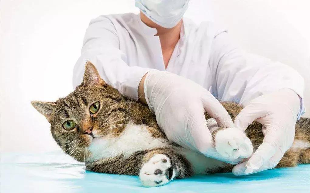 猫咪受伤了怎么笼养,养宠小知识猫咪体内寄生虫怎么治
