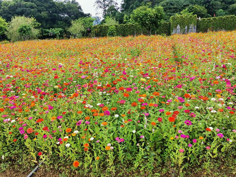 女生选植物保护专业就业前景,植物保护研究生就业现状