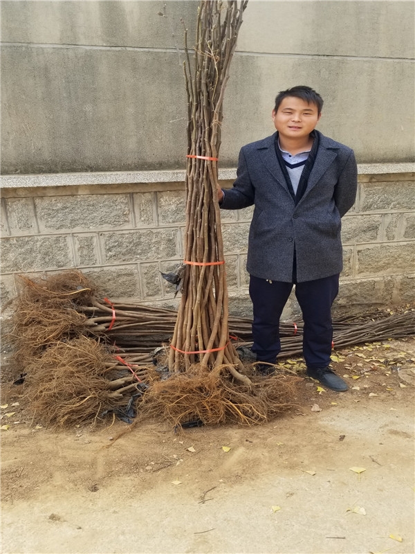 波姬红无花果树苗怎么辨别,无花果树苗波姬红怎么养