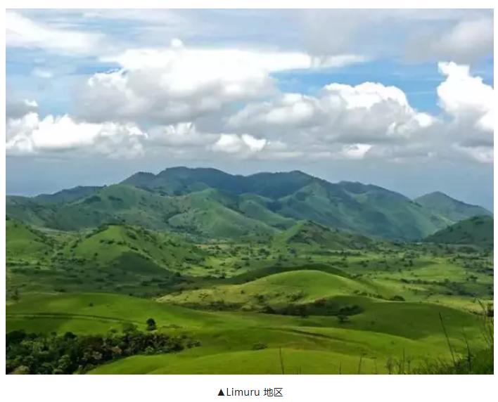 肯尼亚红茶全是粉末吗,肯尼亚红茶有哪些