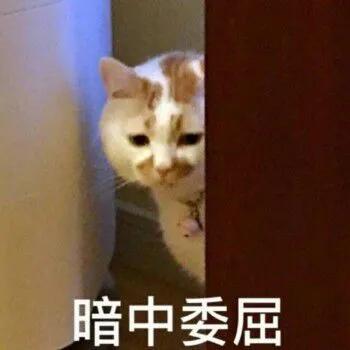 用猫方式对待猫,用手抚摸猫