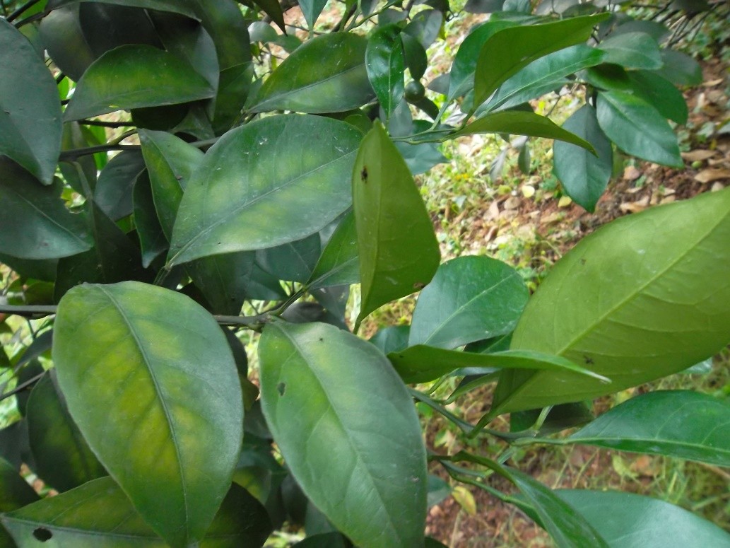 柑橘快收获还落果啥原因,柑橘黄化树恢复方法