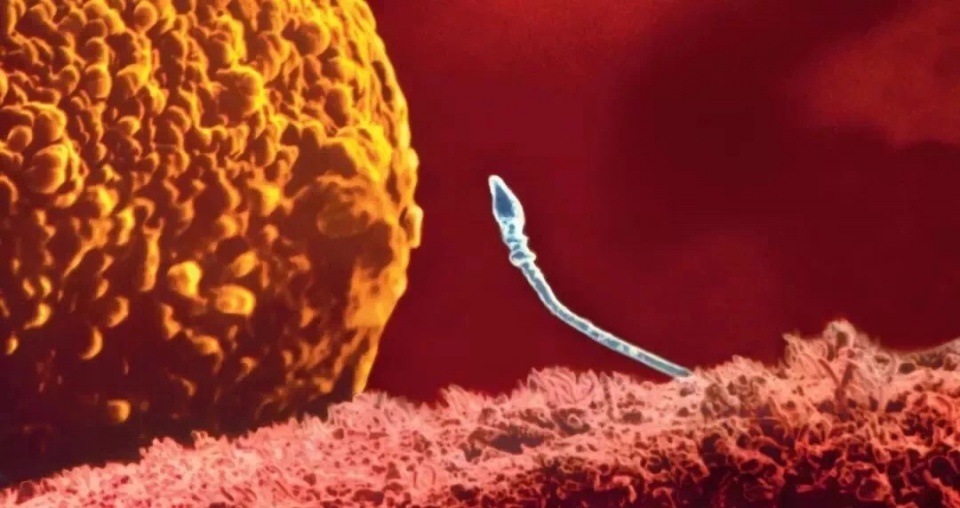 想知道自己是否怀孕的最快方法,想知道自己能否受孕