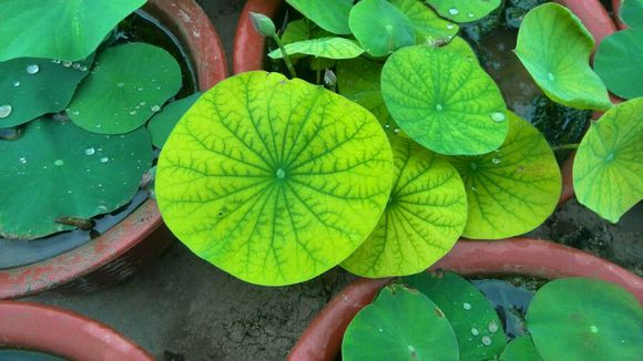 碗莲怎么养才能养得好,碗莲怎么养才能养好