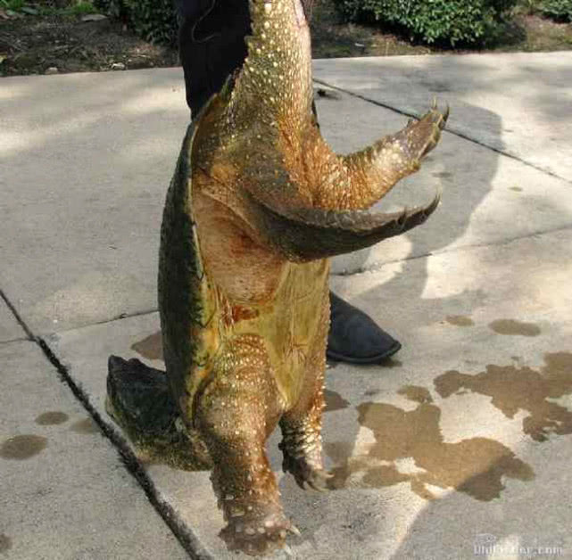 钓到奇怪的乌龟,钓起巨型乌龟