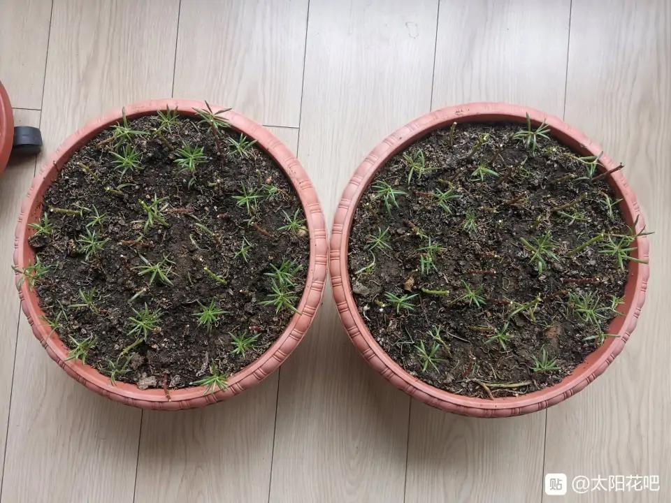 养了很多花只有绿萝最好养,绿萝养死还能养什么花