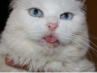 猫咪口炎疼痛咋办,猫咪口炎为什么嘴里老有口水