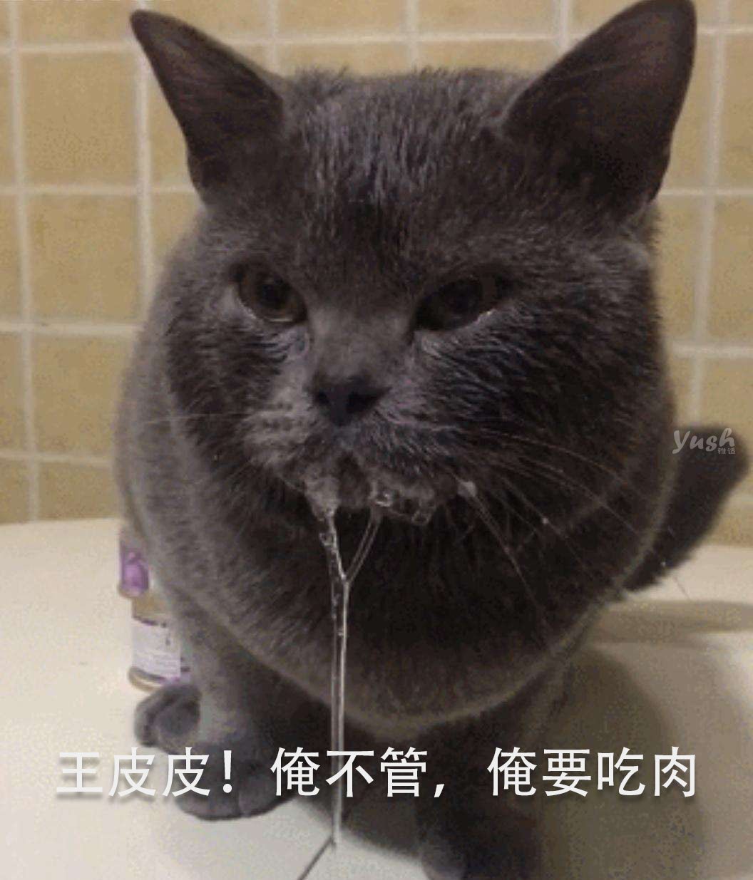 猫粮到底买什么牌子好呢,什么牌子的猫粮好猫粮选购攻略