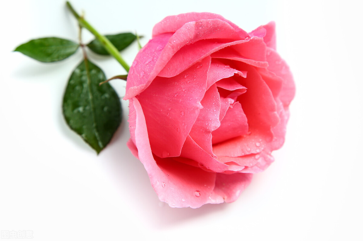 教师节送男老师什么颜色的花,教师节送老师的花怎么折