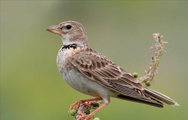 东江揽胜,惠州淡水常见鸟类图谱