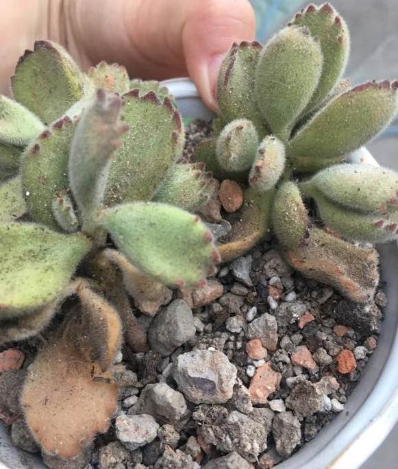 网购收到的熊童子掉叶子怎么办,熊童子断枝