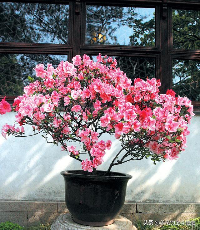 盆栽植物怎么浇水才好,室内盆栽植物浇水指南