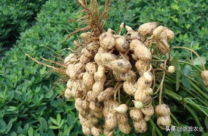 花生芽苗菜种植技术视频,花生种植技术视频完整版