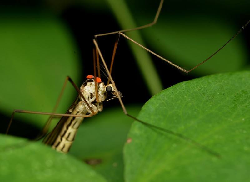蚊子是怎样吸食你血液的,蚊子吸了我们的血后会发生什么