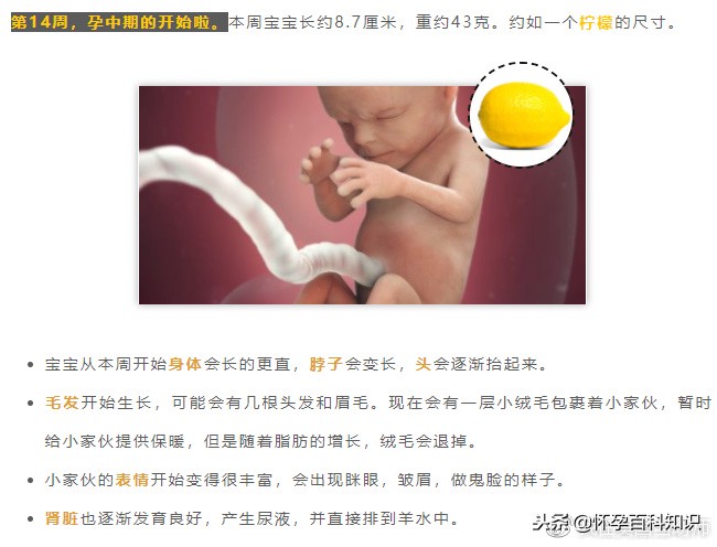 怀孕各个时期胎儿发育过程,怀孕的过程要几天