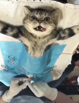 养猫必备猫咪绝育全攻略,新手养猫绝育攻略