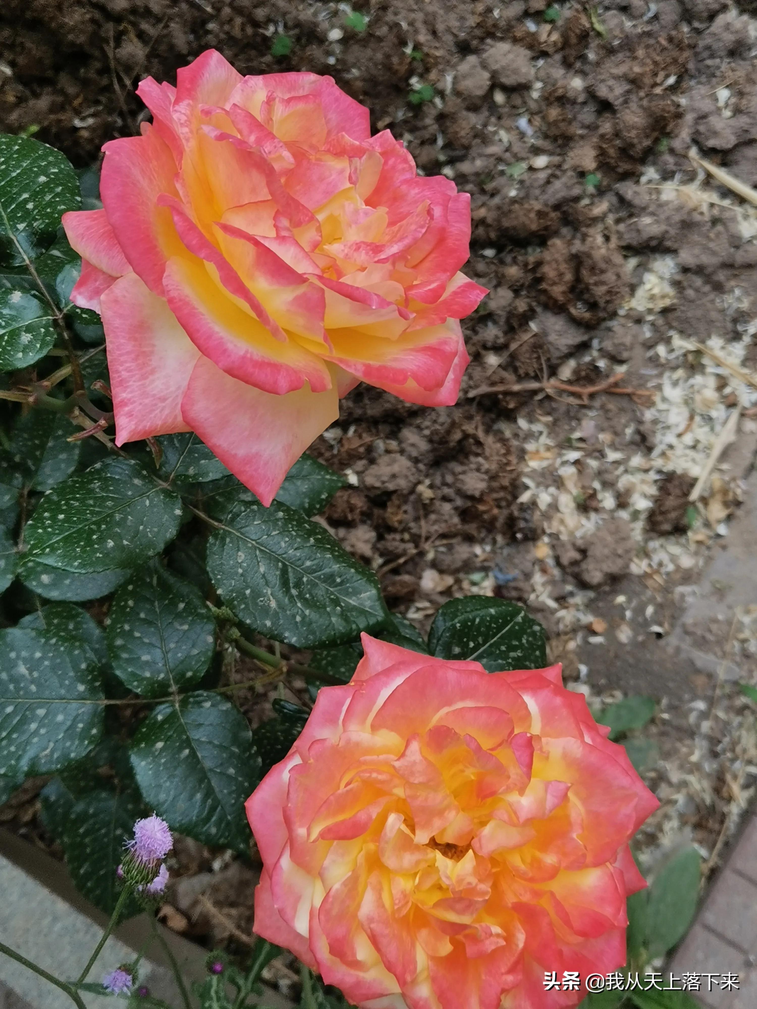 100张花朵美图,100张花图片大全