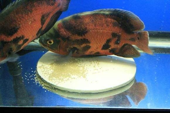 哪些观赏鱼可以裸缸饲养不必造景,最容易爆缸的观赏鱼排行榜