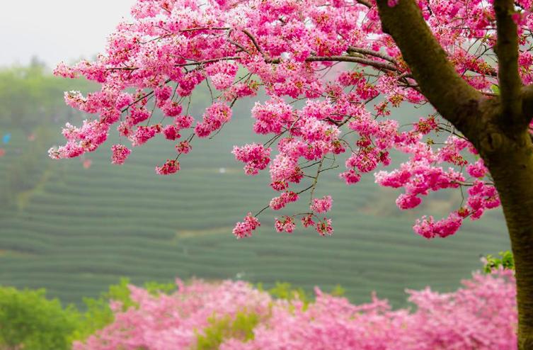 叶绍翁50首诗,叶绍翁10首经典诗词