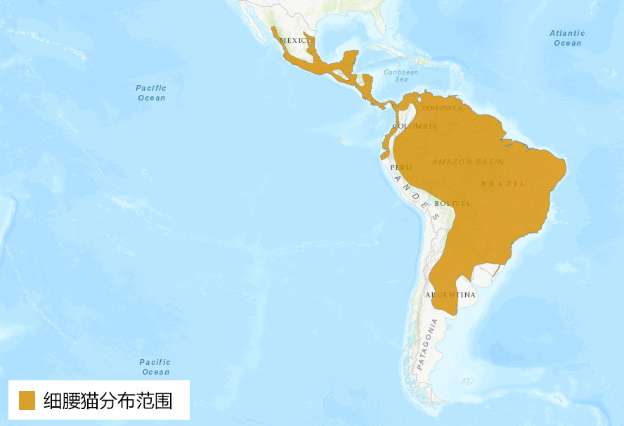 美洲豹和豹猫的相同之处,美洲豹和花豹的区别讨论