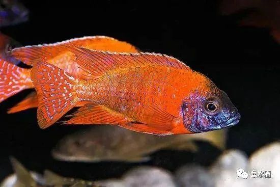 三湖慈鲷马鲷孔雀珍珠系能长多大,三湖慈鲷之孔雀