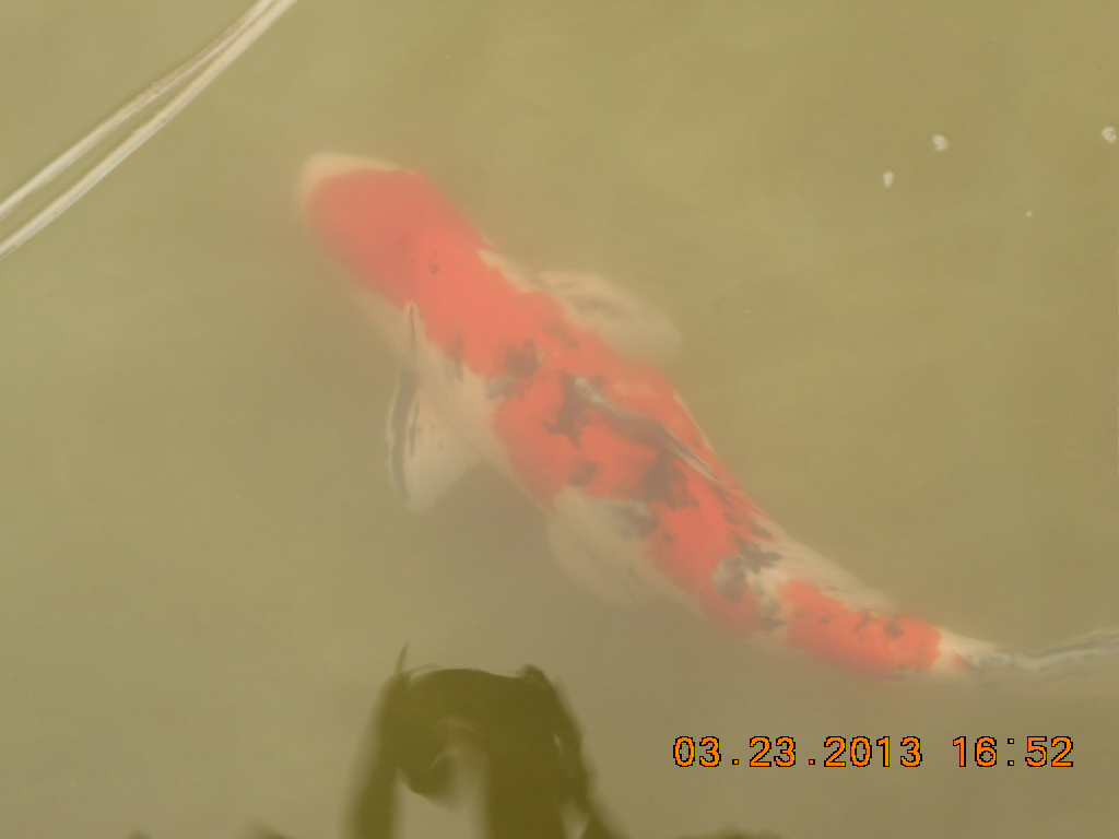 锦鲤池养殖方法图解,锦鲤繁殖全过程纪录片