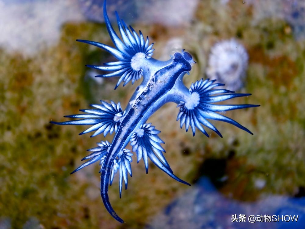 世界上最大的有毒物种,世界所有剧毒生物视频