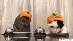 营养膏喂多了会死吗,长期喂营养膏的危害