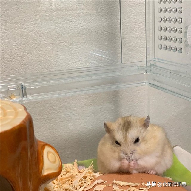 仓鼠挑食几招能让仓鼠乖乖吃饭,仓鼠不爱吃鼠粮只吃面包虫