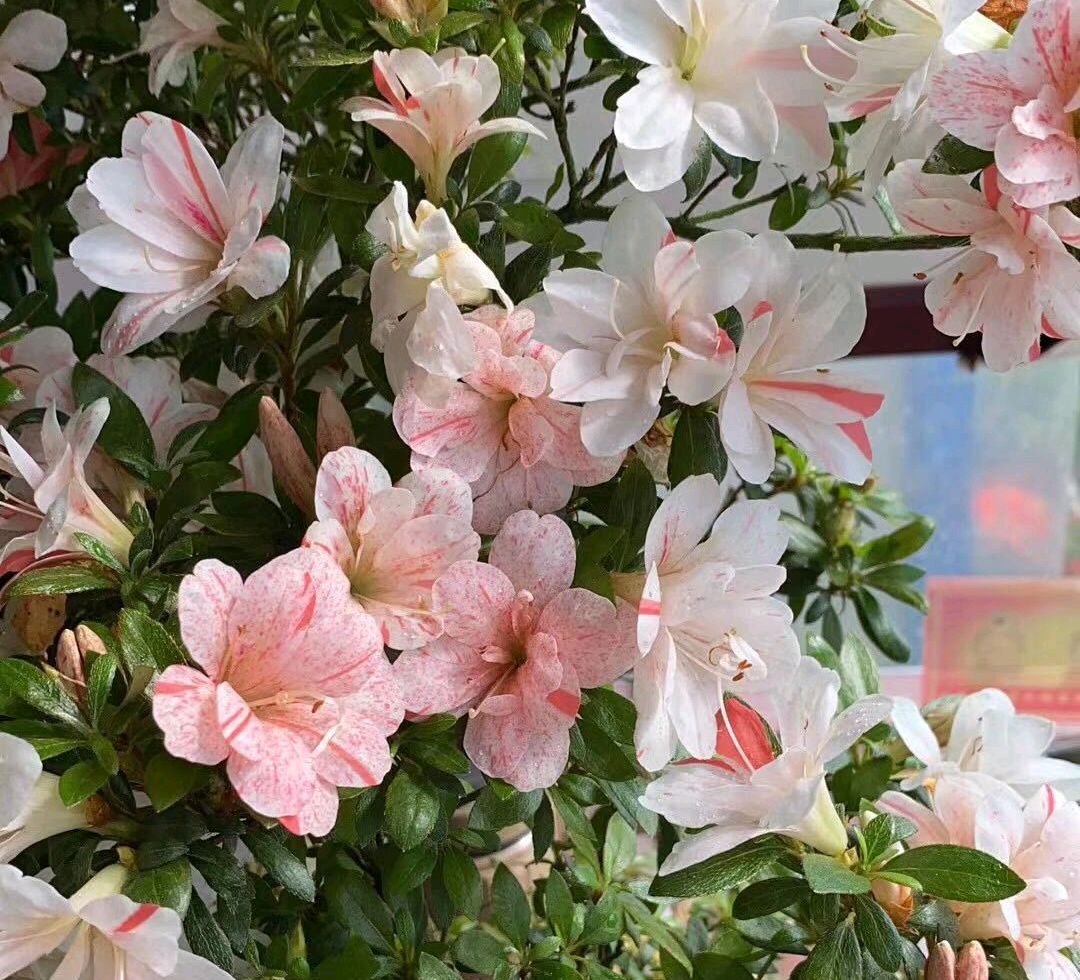 杜鹃花一直招虫子,杜鹃花一直阴死阳火怎么办