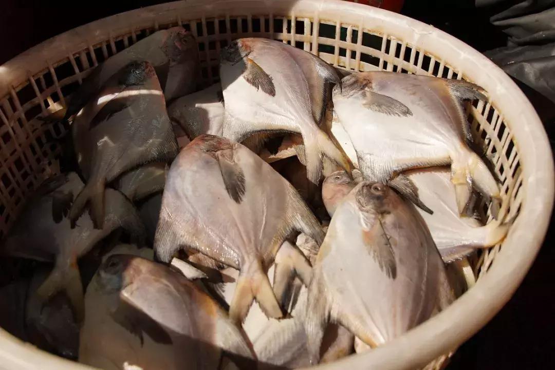 年味|带上小拖车跟我走!这里买年货实惠好吃