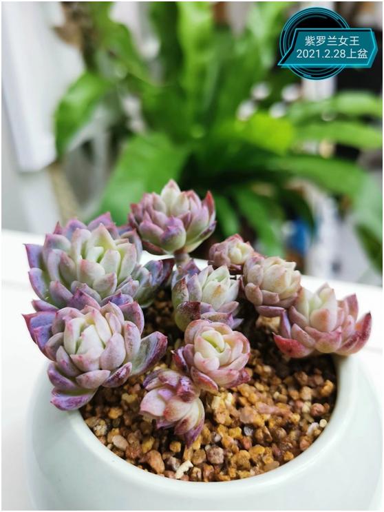 多肉虐我千百遍，我待多肉如初恋