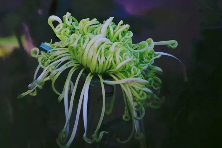 花中四君子菊花,花中四君子菊花的简介