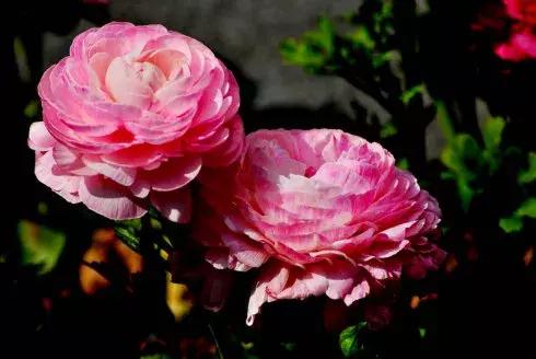 百花图谱大全100幅,工笔百花图谱100种