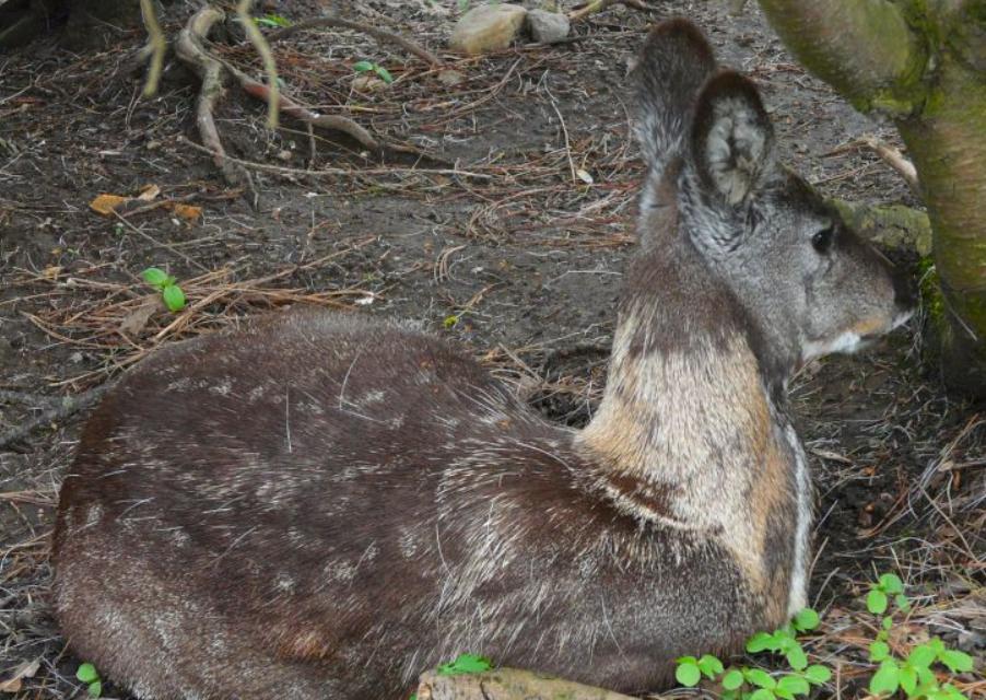 黑龙江发现二级保护动物,黑龙江保护动物有哪些