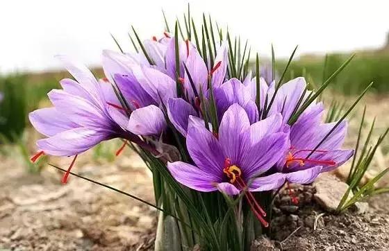 那些天价的植物,十大最值钱的植物