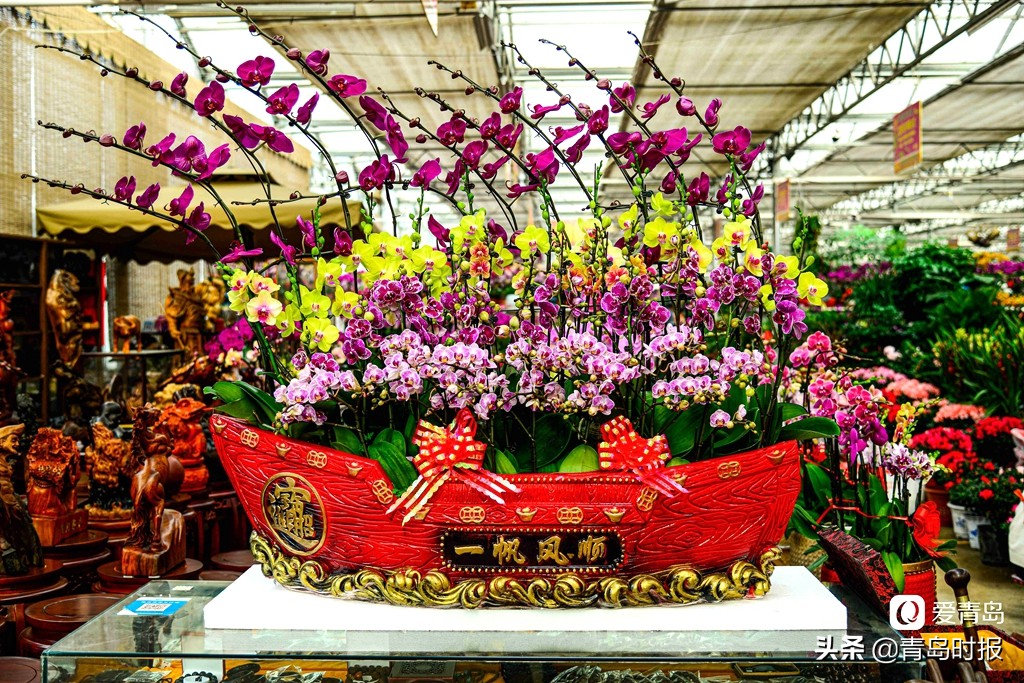 青岛人每年过年必逛！枯桃花卉市场多彩蝴蝶兰贺新春
