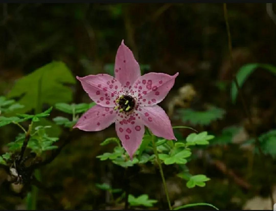 芳踪难觅濒危花！清新治愈篇：沙漠高原是吾家，豹子花的春天来了