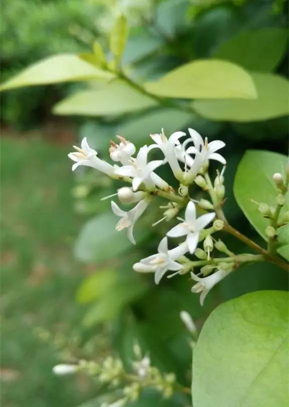 赏花时间表,赏花季节及图片