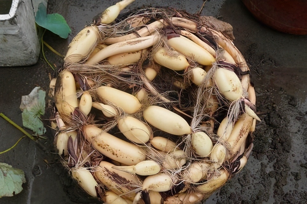 水缸种藕放在院内什么位置风水好,室内水缸种藕好吗