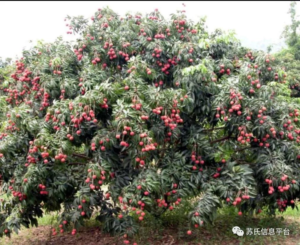 「苏商名片」茂名苏氏土特产有限公司「新品上市…快」