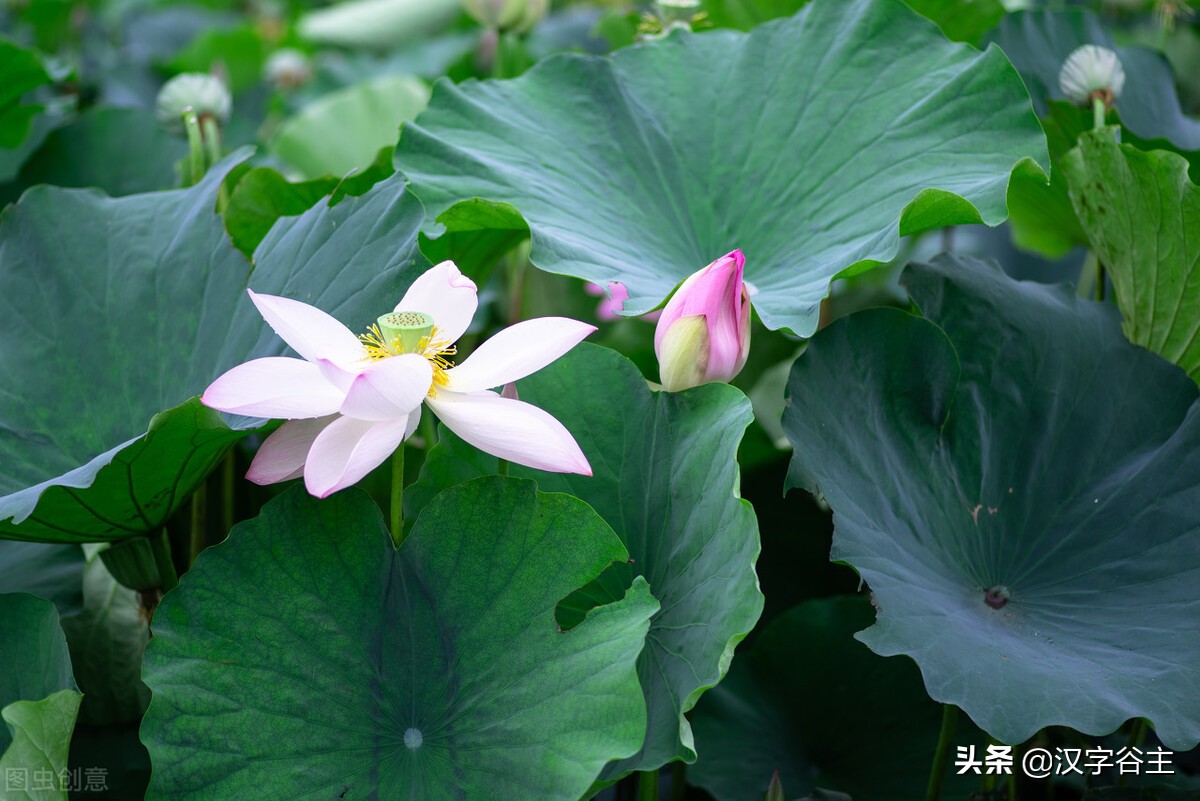 汉字植物课：大语文这样学，把与荷花有关知识及字词诗文一网打尽