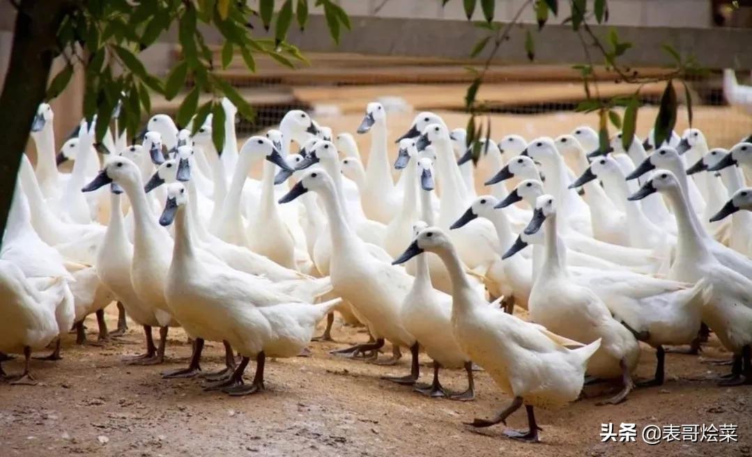 全国有名的鸭有哪些,各地鸭子特产大全