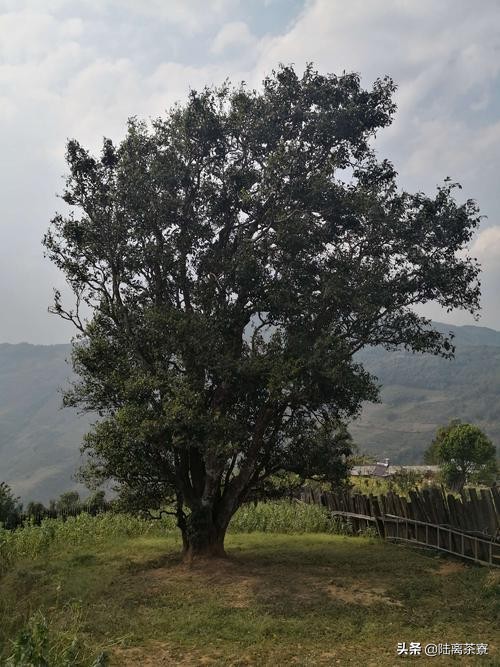一代名山,南糯山普洱茶是哪个村寨的茶