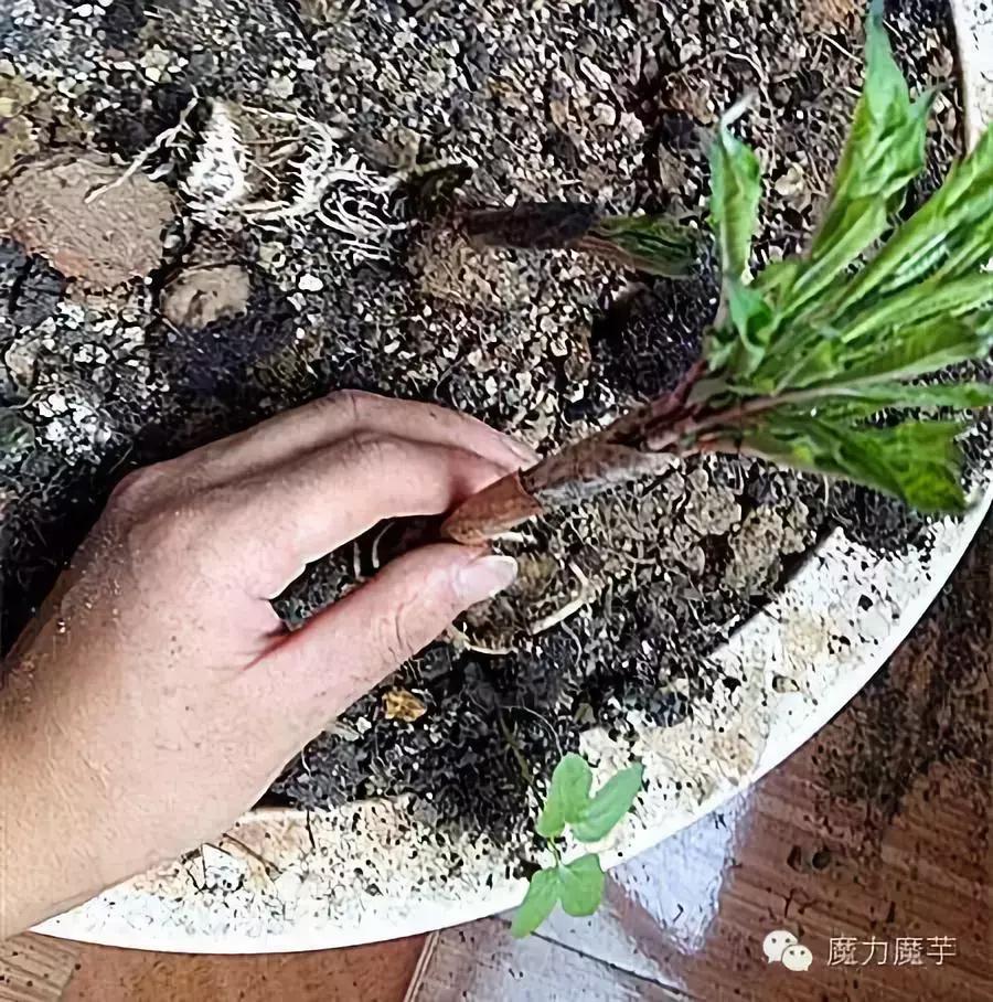 种植魔芋和种植石菖蒲哪个更赚钱,种植一亩魔芋一年能挣多少钱