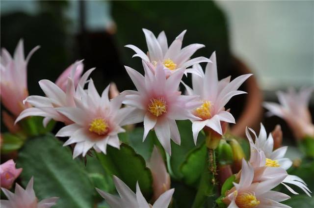 开花超美de仙人掌三千金：蟹爪兰、仙人指、假昙花，你能分清吗？