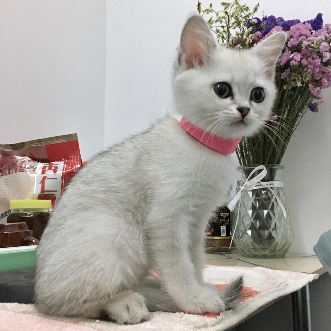 50天英短猫不长是不是生病了,英短猫容易得什么病