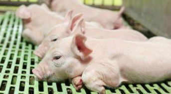 猪贫血怎么办,猪贫血临床症状